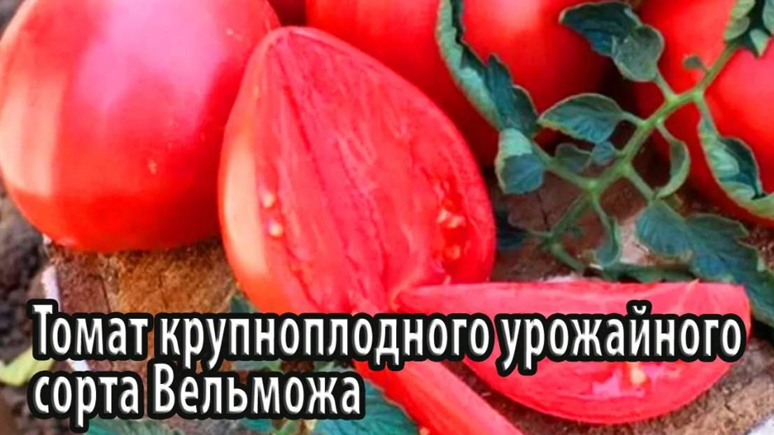 Томат крупноплодного урожайного сорта Вельможа