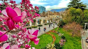 ЯЛТА В ЦВЕТУ! Роскошный ПЕРСИК, МАГНОЛИЯ, ТЮЛЬПАНЫ!Весенний парад цветов и буйство красок.Крым 2025