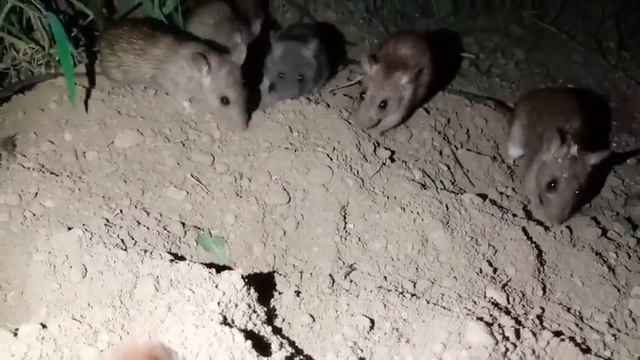 МЫШЬ Звук МЫШЕЙ смотреть онлайн