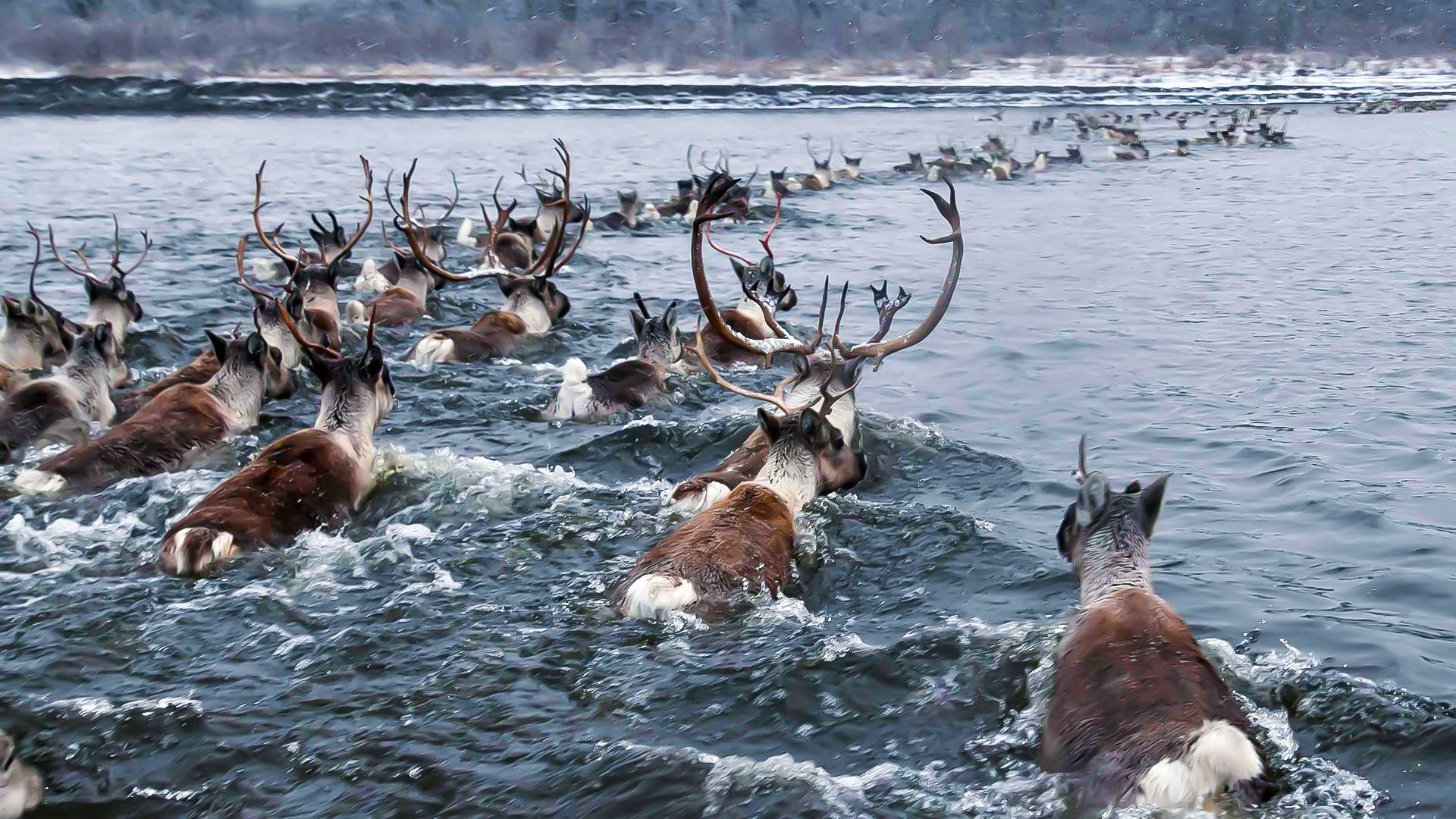 Большое переселение животных: как выживают мигрирующие звери, рыбы и птицы? смотреть онлайн