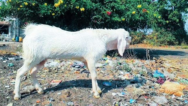 BEST AND EXTREME QUALITY GULABI PURE PATIRA BREEDER || YUMN || ROYAL GOAT FARM смотреть онлайн
