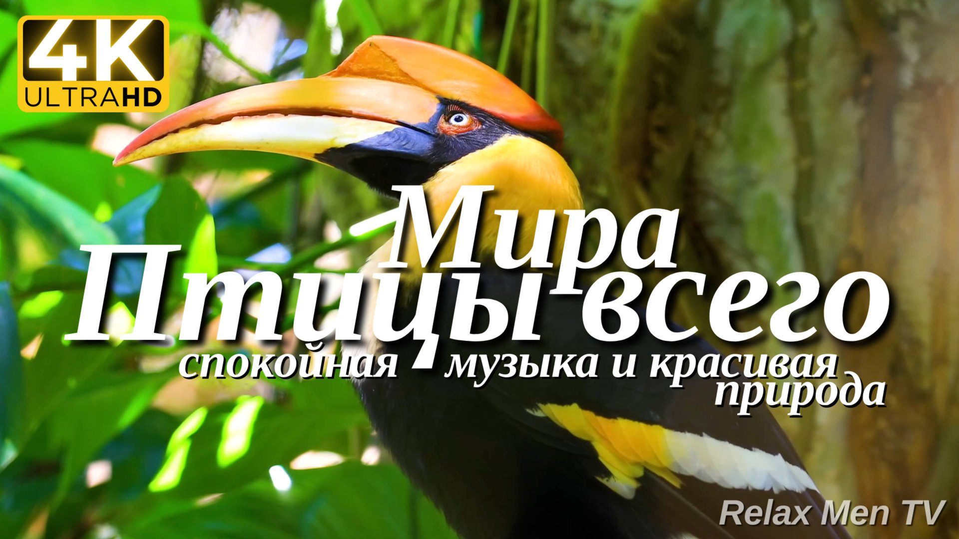 4К Птицы Всего Мира - Красивая природа и спокойная музыка которая подойдет для отдыха, медитации смотреть онлайн