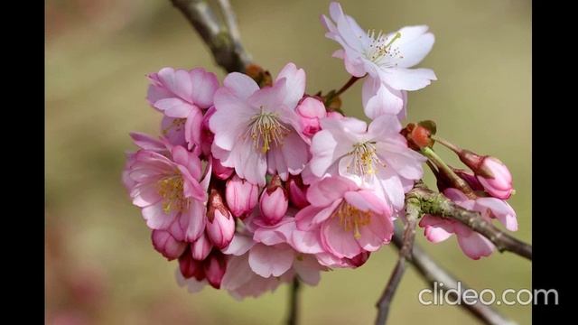 Песня. Наш Бог так велик! Хвала смотреть онлайн