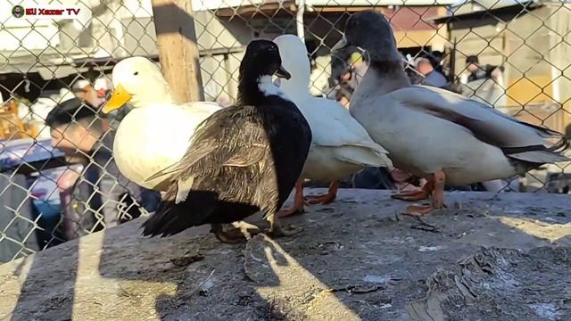 Sabunçu Toyuq Bazarı 31 Dekabr 2023 @elixezer2