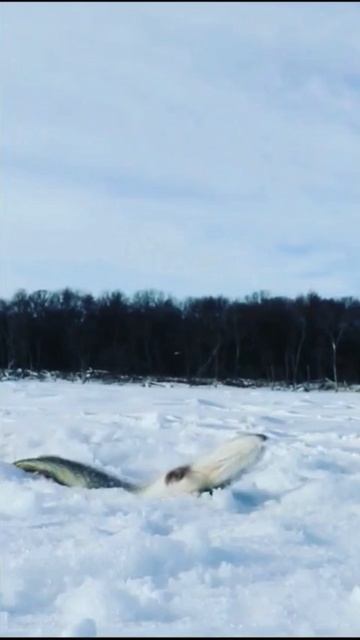 ушла щучка смотреть онлайн