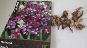 22-29 03 25г дача, рассада, бабиана -выращивание