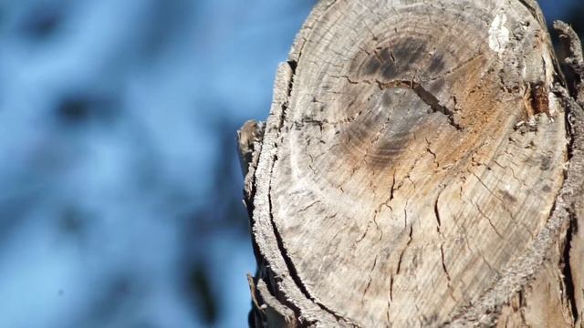 SMC Pentax-M 200mm F4