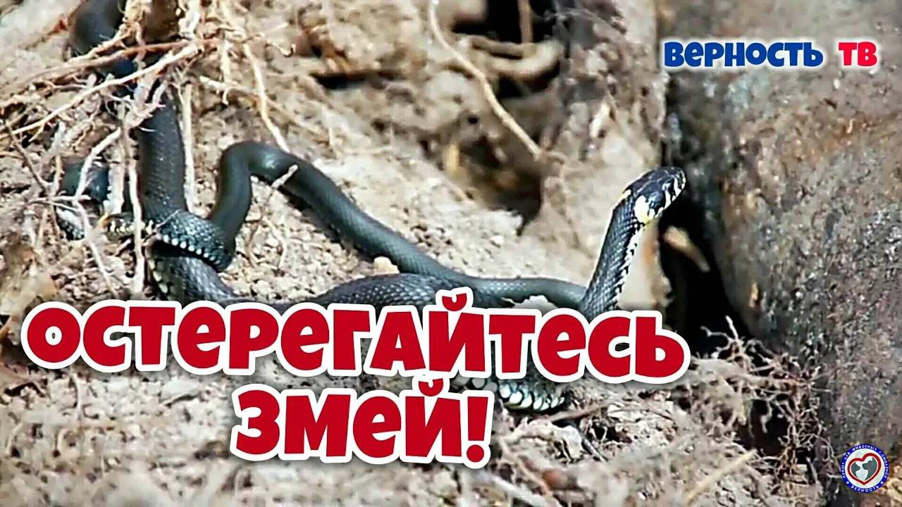 Остерегайтесь змей!