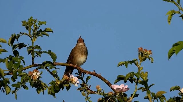 Cvrčilka říční Locustella fluviatilis 17 6 2021 смотреть онлайн