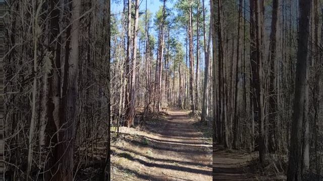 Чайки прилетели и птицы активнее поют и бабочки летают - значит весна пришла окончательно! смотреть онлайн
