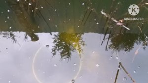 Кормим малька радужной форели в домашнем пруду