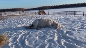 Он вам не дикарь