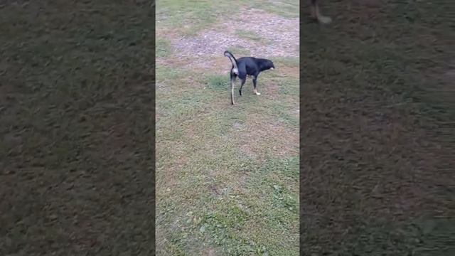 Кемеровская область/Собачка!!! смотреть онлайн