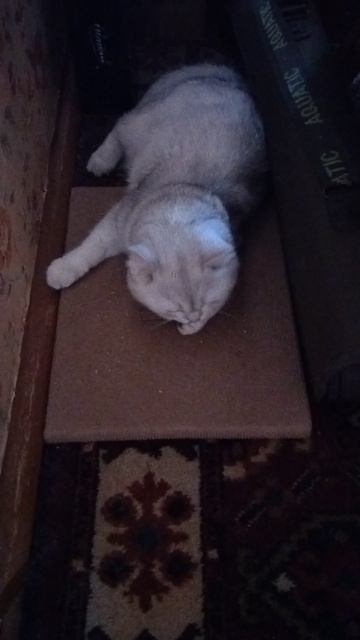 Реакция на кошачью мяту смотреть онлайн