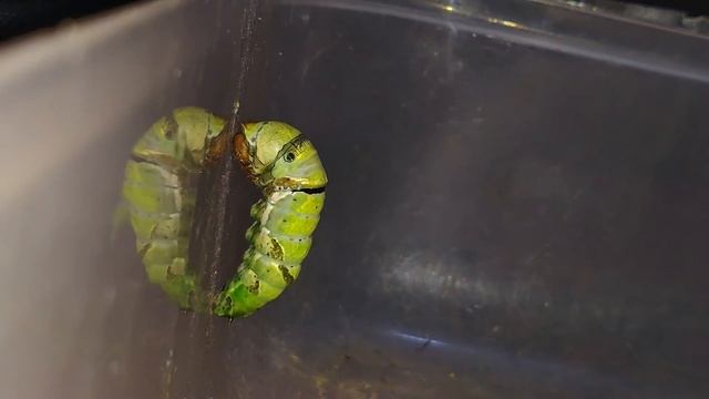 LIFE CYCLE OF LIME BUTTERFLY 🦋 | Papilio Demoleus | 1080p HD