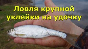 За крупной уклейкой с поплавком.