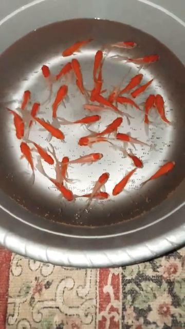 Ikan Komet😍. #shorts #ikankomet #ikanhias |@hahanyiran