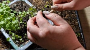 Как пересадить виолу. Пикировка виолы. Как формировать виолу, как стричь виолу.