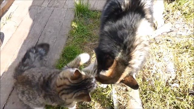 Коварный поцелуй кота Дашки смотреть онлайн