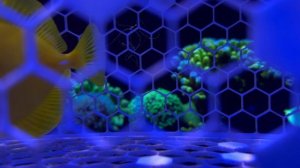 Жёлтая зебрасома | Примут новичка или нет..