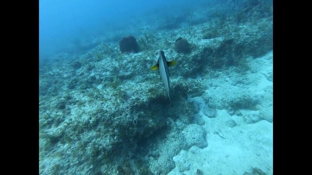 FL Keys Dive Trip 2019 смотреть онлайн