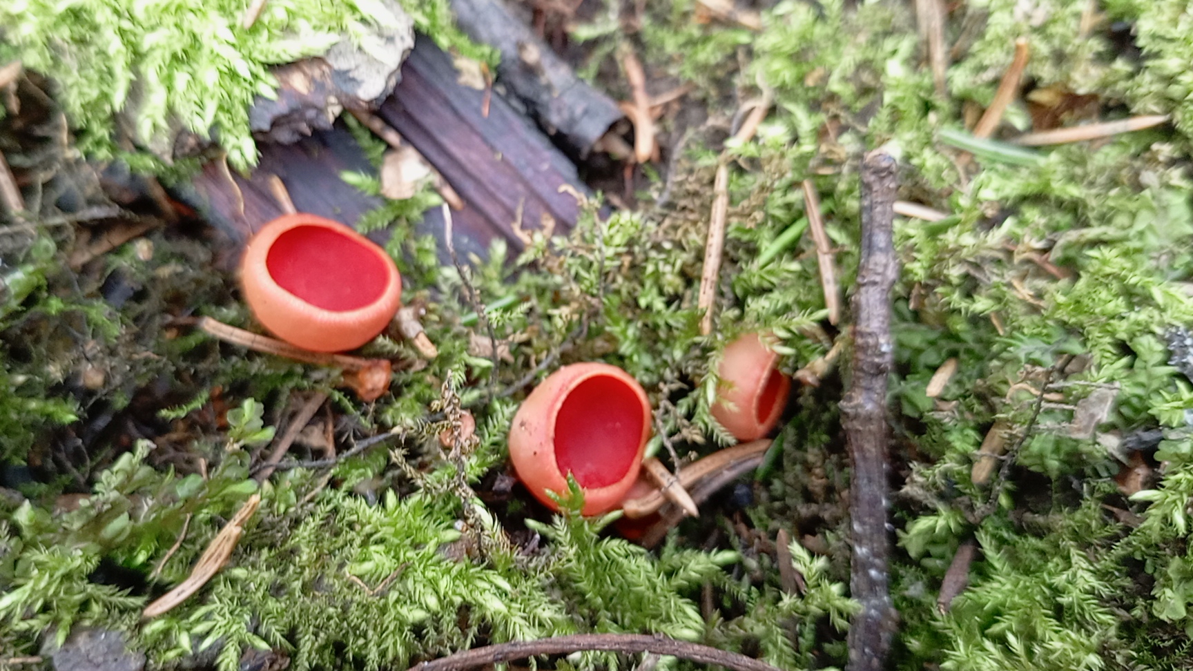Первые озимые грибы. смотреть онлайн