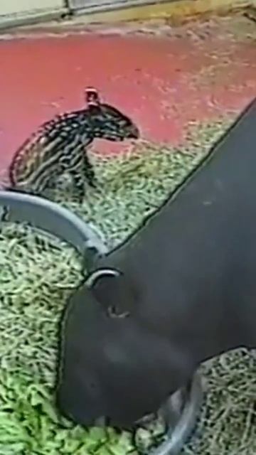 baby tapir смотреть онлайн