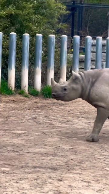 Baby rhino nurses then roars смотреть онлайн