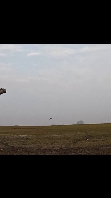 Лучшие налеты и красивые выстрелы. Охота на гуся 2025. смотреть онлайн