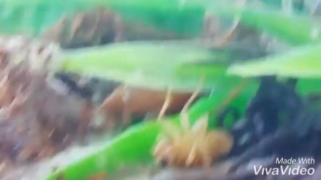 Orman segestriası/Forest segestria смотреть онлайн