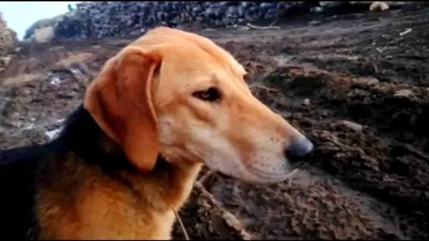 НАГОНКА МОЛОДОЙ ГОНЧЕЙ. Майя 11 мес. вл. Шатров В.А.#охотасгончей#собака #животные #топ #hunting смотреть онлайн