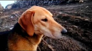 НАГОНКА МОЛОДОЙ ГОНЧЕЙ. Майя 11 мес. вл. Шатров В.А.#охотасгончей#собака #животные #топ #hunting