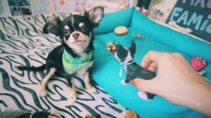 Большой осмотр: как Юми-покемон прошла проверку у врача 👩✨