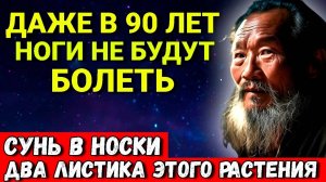 Ноги 100% не будут Болеть и Уставать. Положите в носки 2 листа Этого растения
