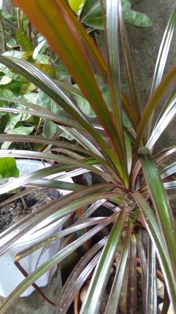 Dracaena Plant смотреть онлайн