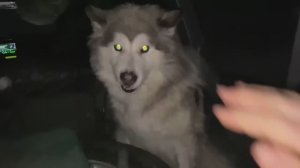 400 Волков в одной стае (Якутия)