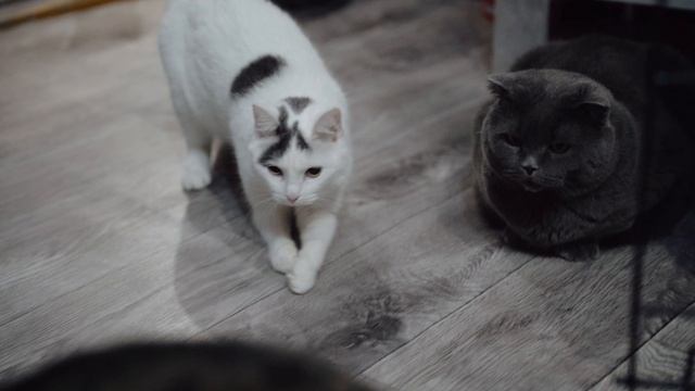 Бедо смотреть онлайн