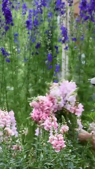 Snapdragon Seed Starting Schedule #seedstarting #snapdragons #gardening смотреть онлайн