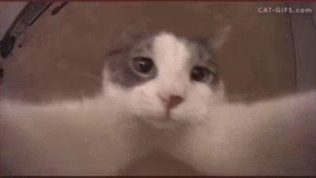 кот смотреть онлайн