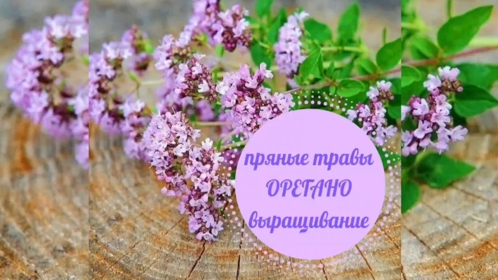 ОРЕГАНО ИЛИ ДУШИЦА. СЕЕМ СЕМЕНА ДУШИЦЫ. РАССАДА ОРЕГАНО