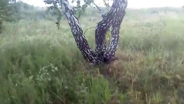 БЕРЁЗОВЫЙ ХОРОВОД! смотреть онлайн