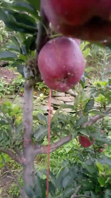 super chif apple смотреть онлайн