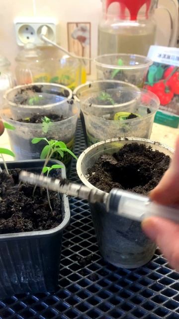 Как я ,пикирую томаты смотреть онлайн