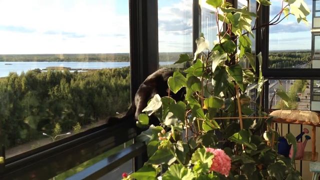 Тоша гуляет по балкону / Tosha cat смотреть онлайн