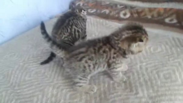 Шотландские вислоухие котята