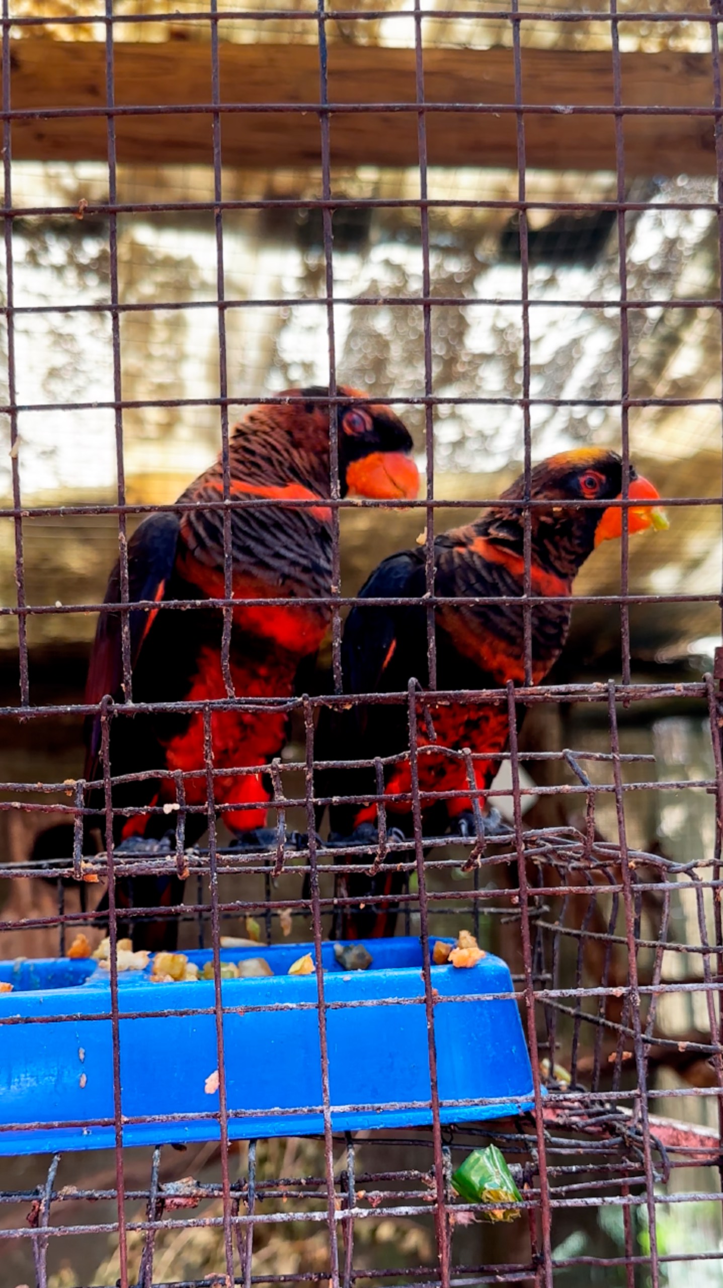 Two parrots are having lunch 🦜 Два попугая обедают смотреть онлайн