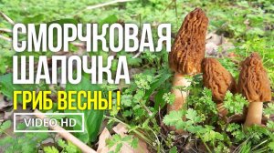 СМОРЧКОВАЯ ШАПОЧКА ГРИБ ВЕСНЫ ! Грибная охота 25 марта 2025 года.