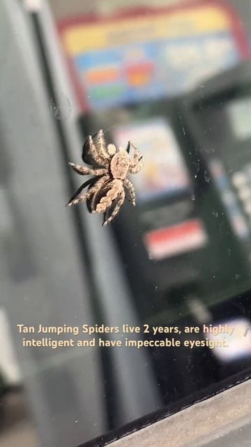 The Tan Jumping #spider is an #amazing creation! смотреть онлайн