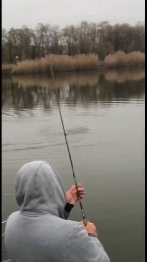 ШОК рыбалка !СУДАК-ЛЮДОЕД против CF ARION.Кто победит ?  #shorts