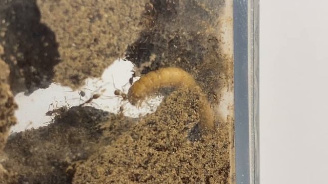 Pheidole noda Fütterung / Pheidole noda Feeding смотреть онлайн